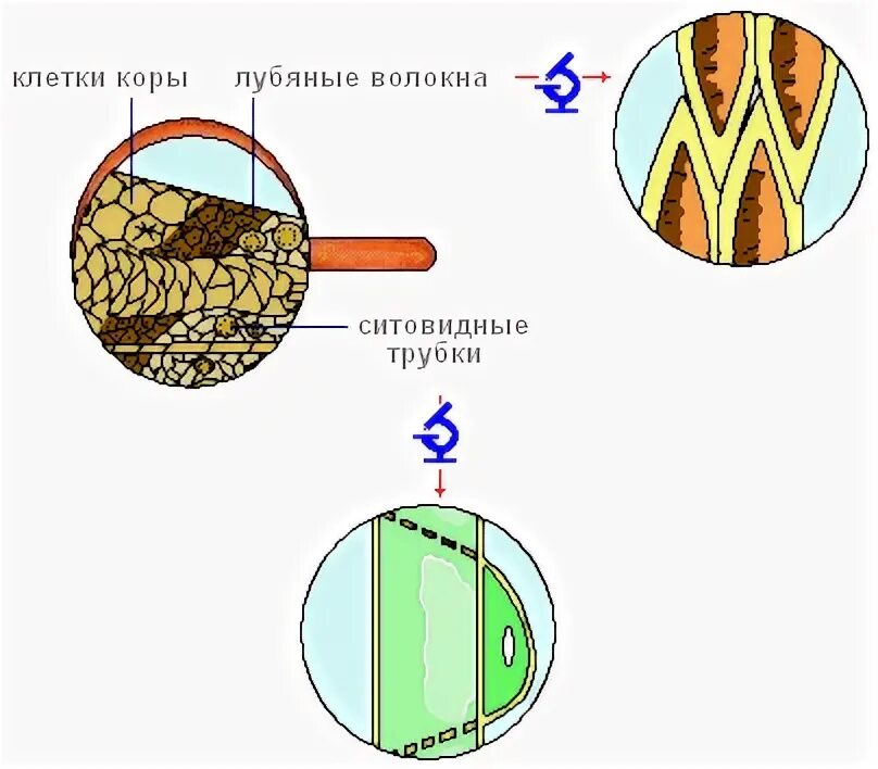 Волокна коры. Волокна коры. Мочало лыковое. Волокна коры. Лубяные волокна коры липы.