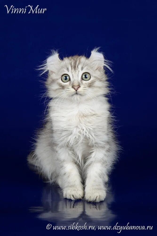 Рассмотрите фотографию кошки породы американский керл. Американский керл котенок. Котята породы американский керл. Американский кёрл гладкошерстный. Американский мраморный керл кёрл.