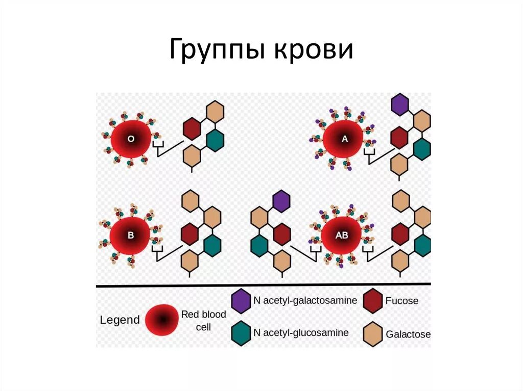 Антигены системы ав0. Биохимическая структура антигенов групп крови. Группа крови рисунок. Группы крови человека схема. Группа крови у собак