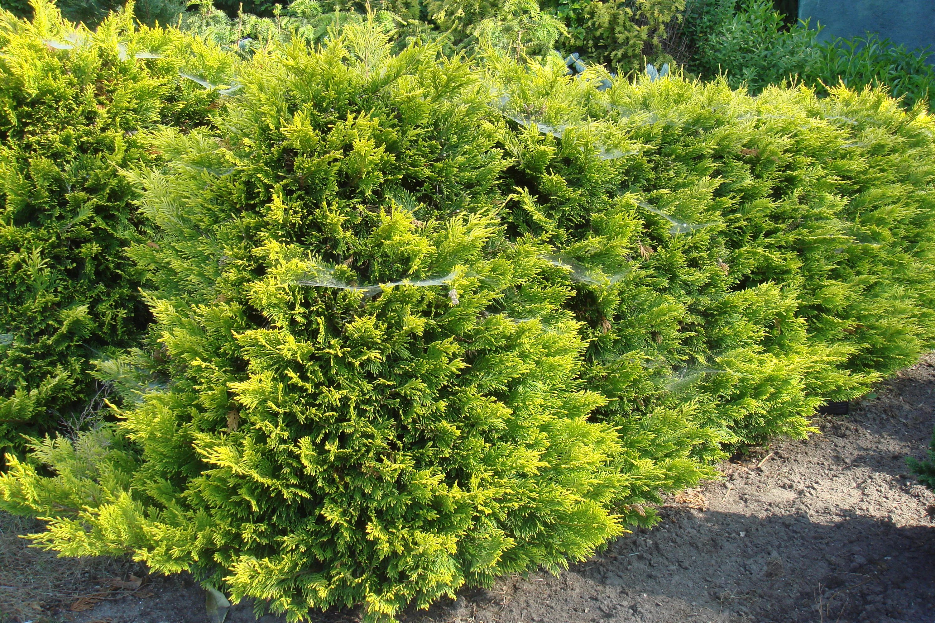 туя западная еллоу риббон.