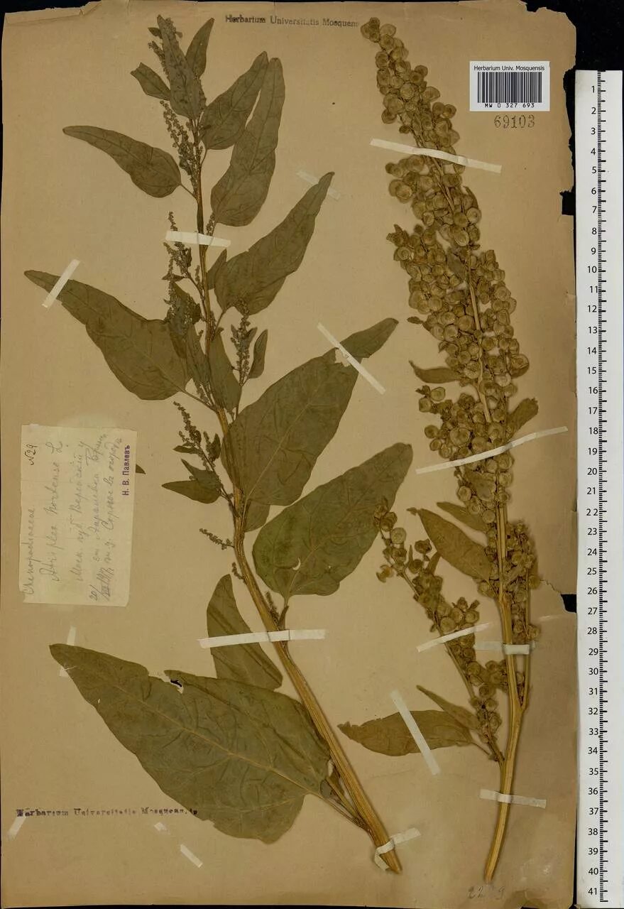 Набоков лебеда краткое содержание. Atriplex hortensis. лебеда семейство амарантовые. лебеда дикая. атриплекс (лебеда).