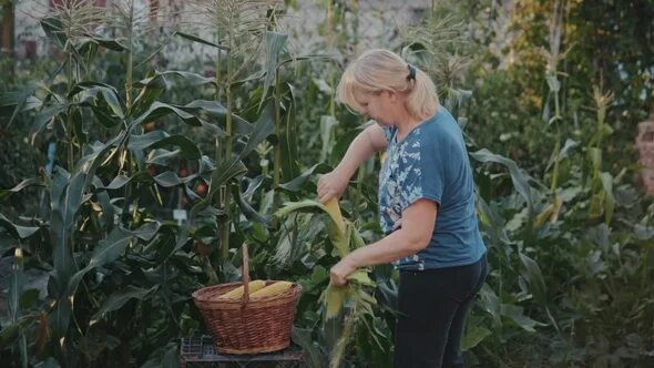 Сад и огород. Дети семья садоводство. Женщина сажает огурцы. Farmer window. Фотосессия на грядках.