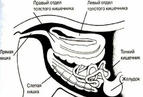 Кишечник 4 животных