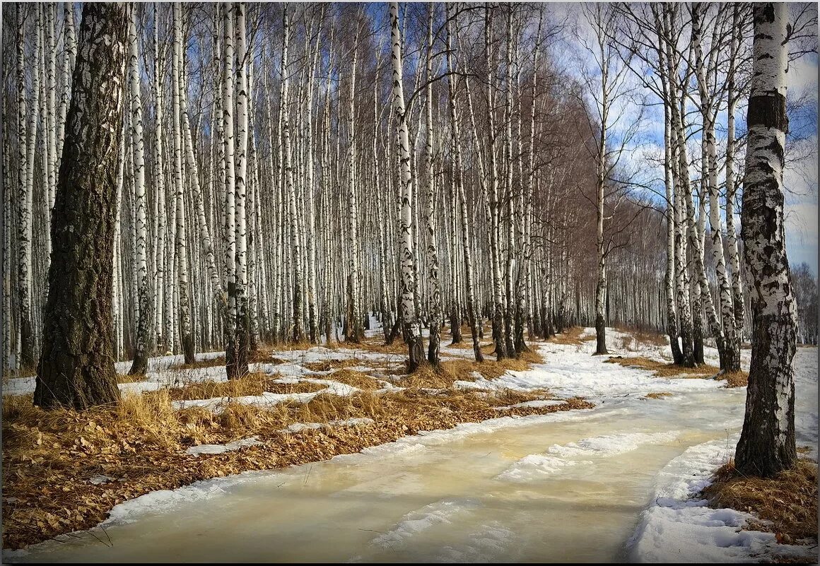 Ранней весной в березовой роще. Лес ранней весной.