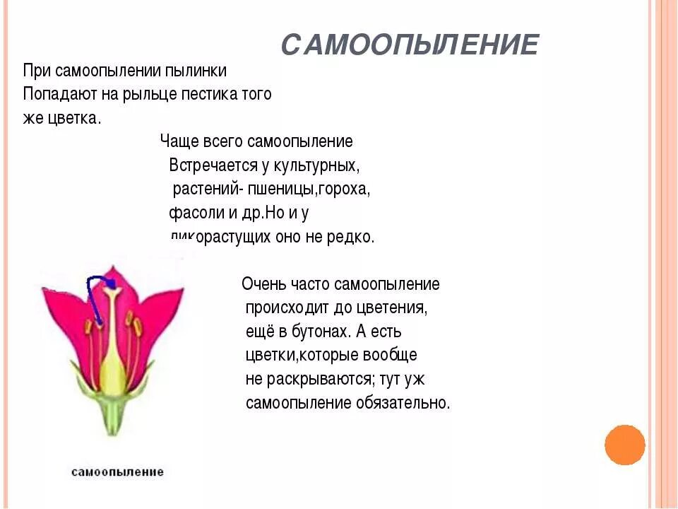 Самоопыление 6 класс. Генетическая структура популяции. Генетика моногибридное скрещивание. Гомозигота и гетерозигота это. Самоопыление гомозиготного растения.
