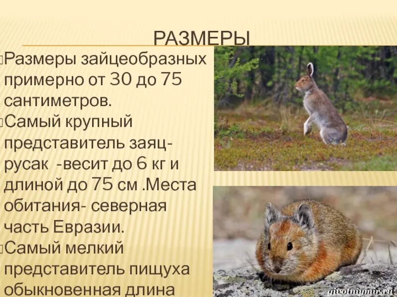 Признаки отряда грызуны. Отряд зайцеобразные (Lagomorpha).. Отряды млекопитающих зайцеобразные. Отряды млекопитающих Грызуны зайцеобразные. Характерные черты отряда зайцеобразные.