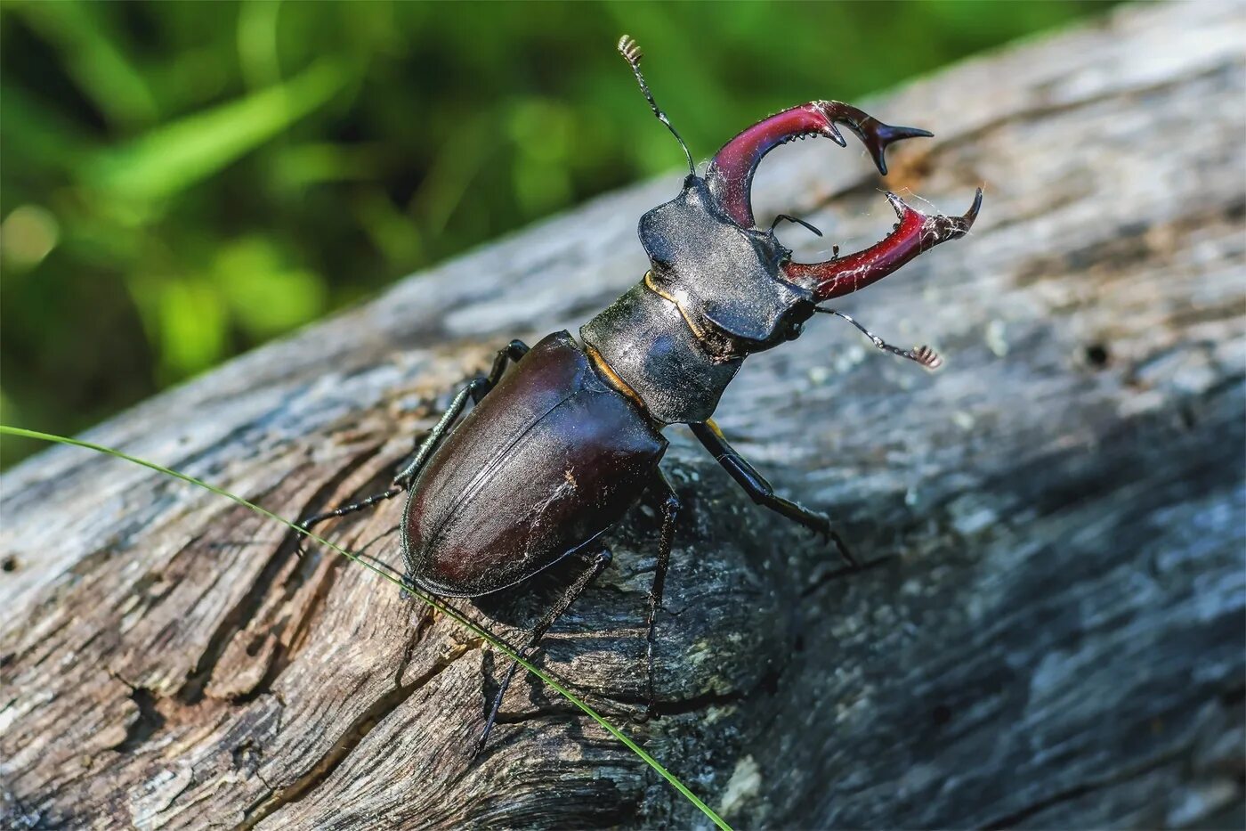 The Tanner Beetle, Animals, Animals bugs