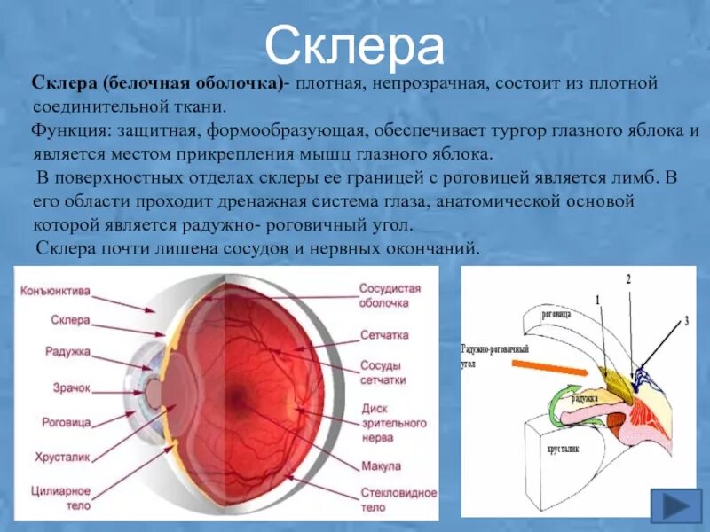 Какую функцию имеет оболочка. Белочная оболочка склера строение. Фиброзная белочная склера оболочка строение. Строение глазного яблока склера. Оболочки глаза строение склеры.