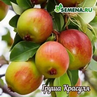 Груша красуля описание сорта фото