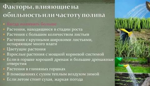 Для чего летом после дождей или полива