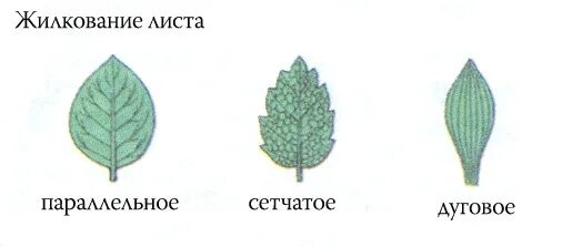 Жилкование сетчатое дуговое параллельное. Жилкование листьев сетчатое параллельное дуговое. Тип жилкования сетчатое. Листья с сетчатым типом жилкования. Жилкование листа сетчатое параллельное дуговое.