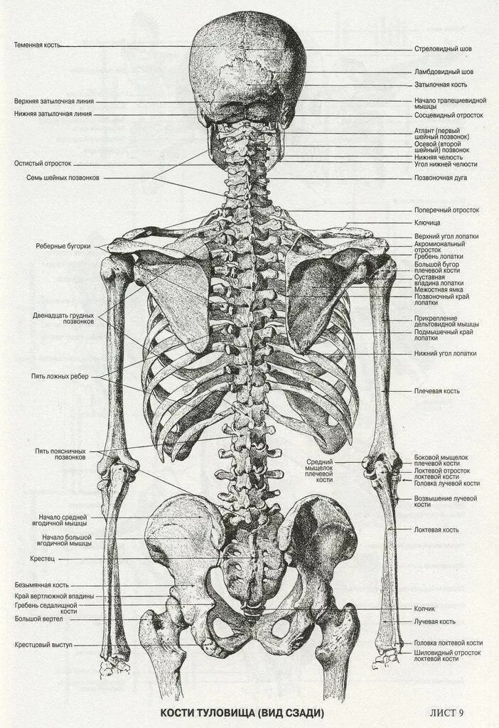 Скелет человека спина. Кости туловище анатомия строение.