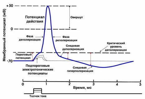 Критический уровень деполяризации клетки