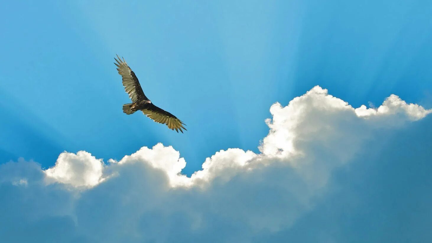 Россия небо птица. Птицы в небе. Орел в небе. Орел парящий в небе. Полет птицы в небе.