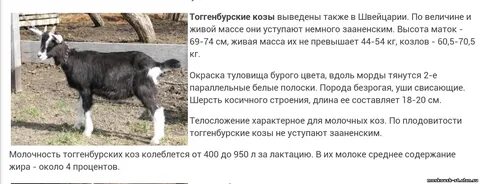 Сколько ходит котная коза