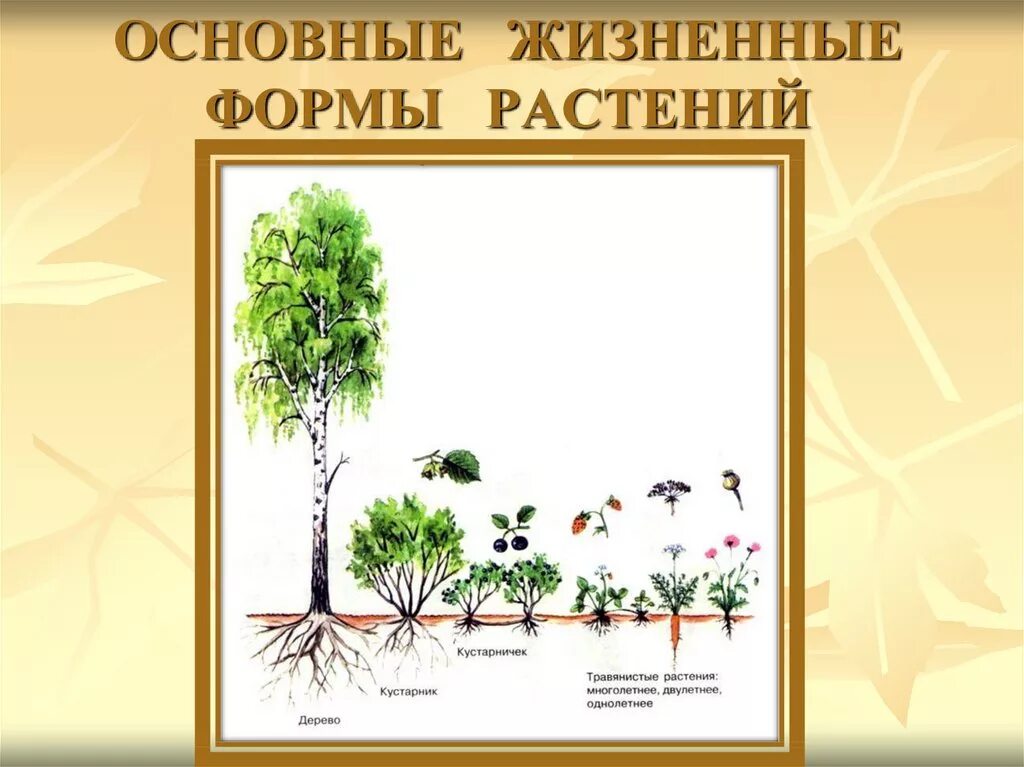 Рост движение и развитие растений. Этапы развития растений. Рост и развитие растений. Растения для презентации. Развитие растений картинки.