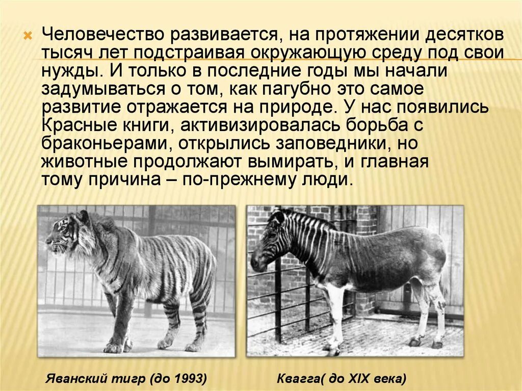 Сколько животных вымерло. Охрана редких и вымирающих видов животных. животные вымершие японии. как выглядят вымершие животные. яванский тигр сообщение.