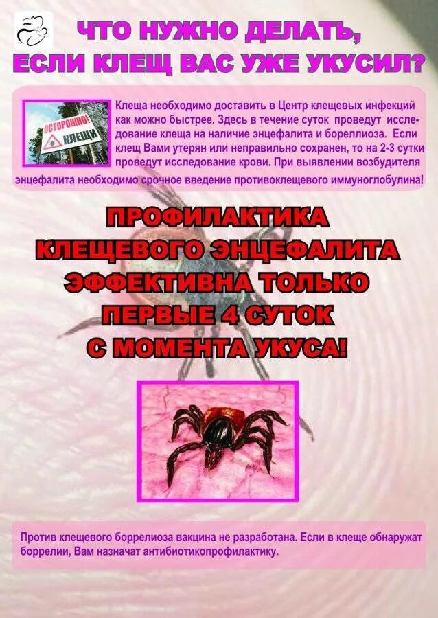 После укуса клеща профилактика человеку. Препараты при укусе клеща человека.