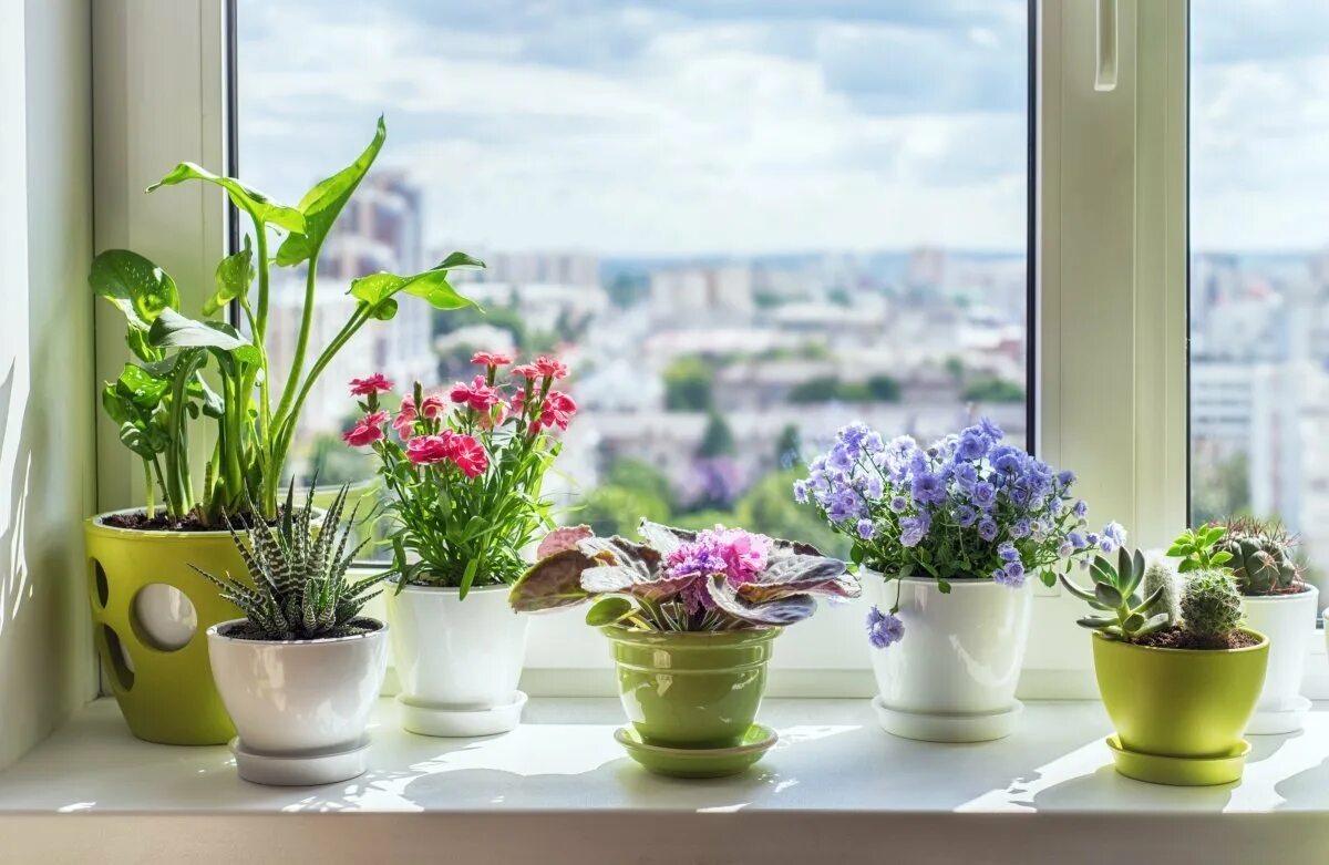 Indoor flowers. Комнатные цветы на подоконнике. Подоконник с цветами. Цветок в горшке на окне. Цветы в горршкена окне.