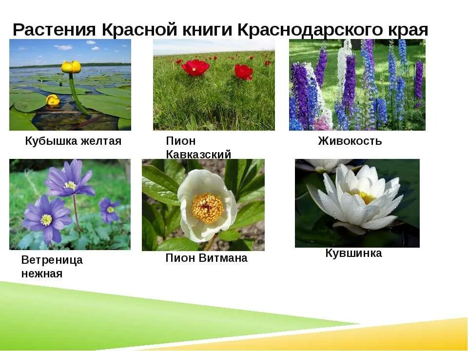 Картинки КРАСНОДАРСКИЕ РАСТЕНИЯ ЗАНЕСЕННЫЕ В КРАСНУЮ КНИГУ