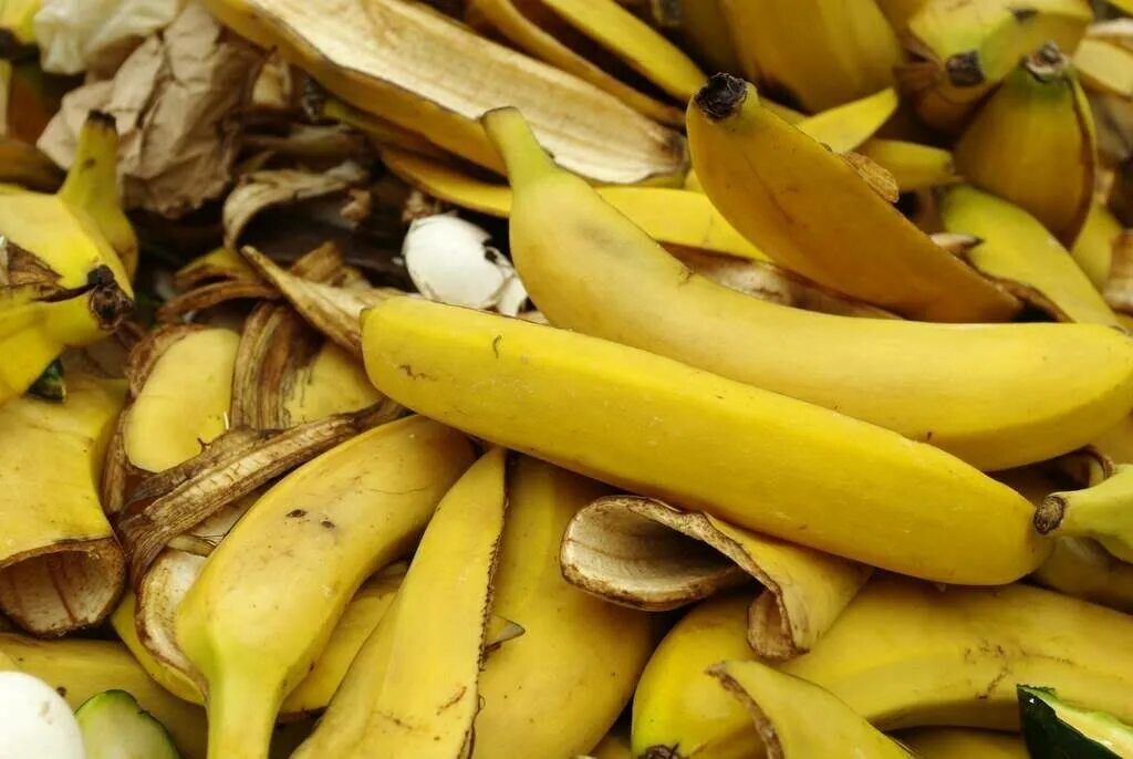 Можно есть кожуру банана. Банановая кожура. Шкурка банана. Шкурки бананов. Кожура от банана.