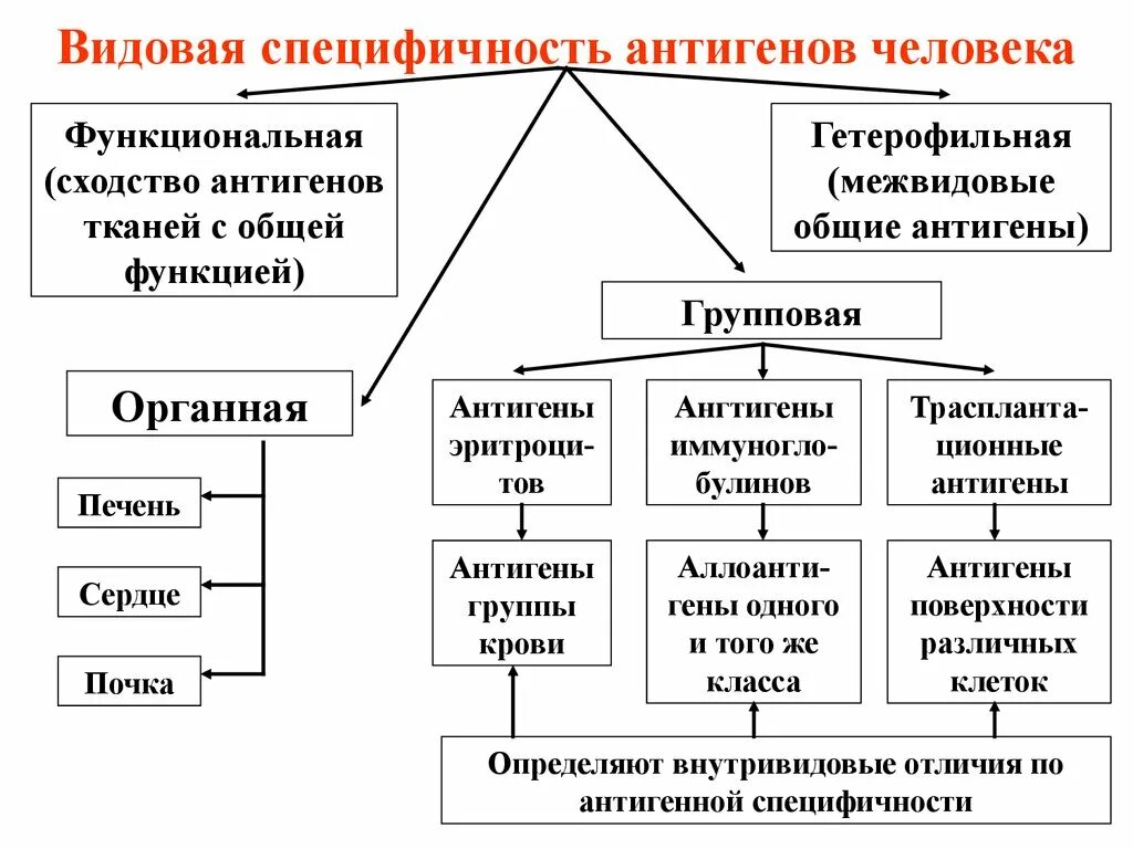 Видовая специфичность. Виды специфичности антигенов. Антигены тканевой специфичности. Основные типы антигенной специфичности. Групповая специфичность антигенов.