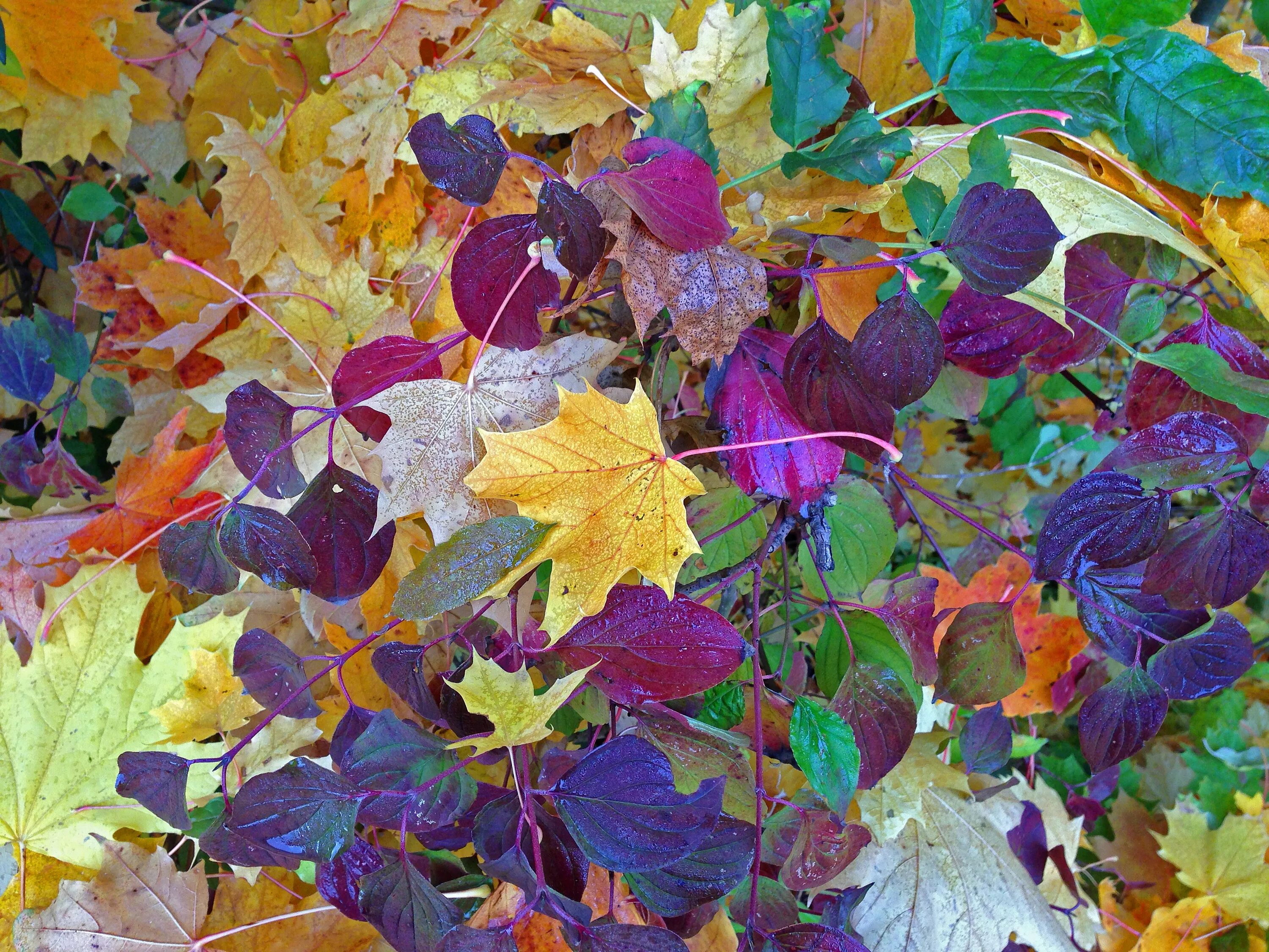 Разноцветные листья. Кустарник с разноцветными листьями. Фиолетовая осень. Кустарники с цветными листьями.