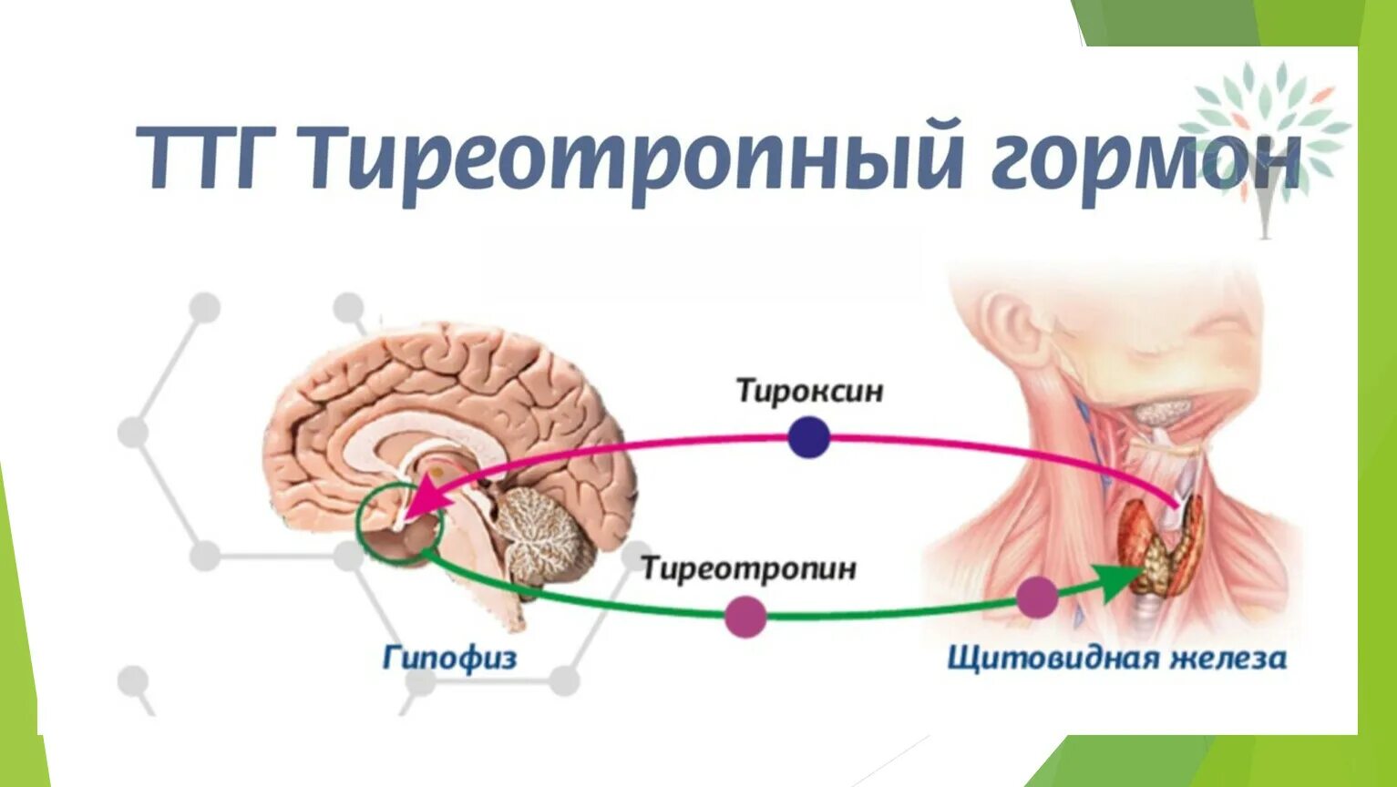 Тиреотропный гормон гипофиза