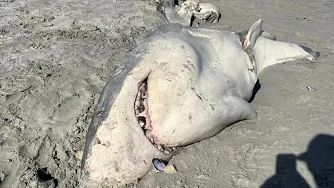 Its belly had been ripped open. 