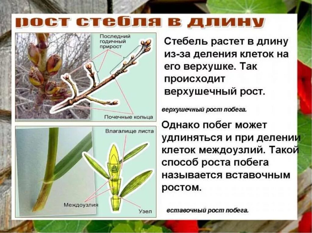 Побег вырастающий из почки. Рост стебля. Длина стебля. Внутреннее строение стебля. Рост стебля в длину.