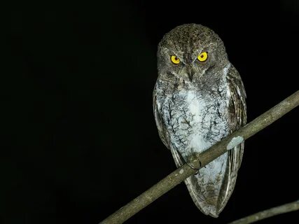 Otus