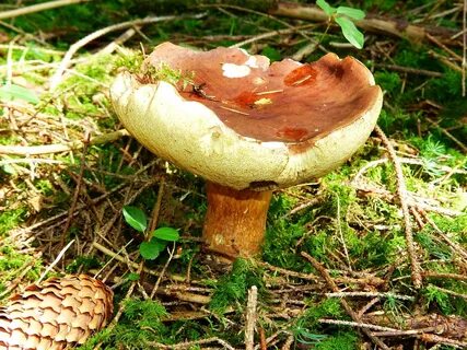 Какие грибы в лесу съедобные