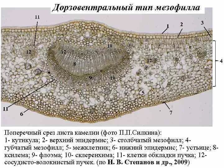 Микрофотография среза листа. Анатомическое строение листа камелии. Поперечный срез листа камелии. Лист камелии японской в поперечном разрезе. Микропрепарат поперечный срез листа камелии.