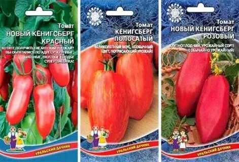Кенигсберг томат описание сорта характеристика фото отзывы