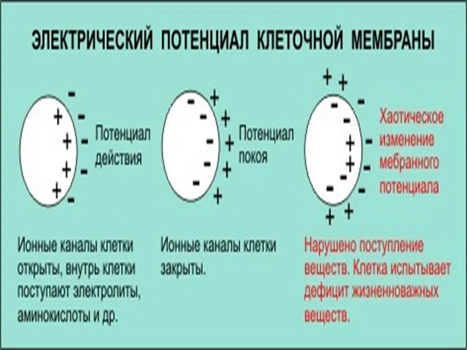Разность потенциалов на мембране клетки. Мембранный потенциал клетки. Электрический потенциал клетки. Заряд клетки. Потенциал покоя физиология клетка.