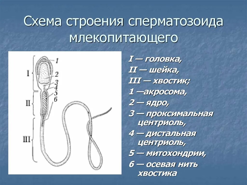 Путь спермия. Путь спермия. Пути выведения сперматозоидов. Сперматозоид оплодотворение. Путь движения сперматозоида анатомия.