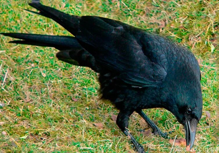 Corvus moneduloides. Новокаледонский ворон. Новокаледонская ворона. Новокаледонский ворон умнейшая птица. Новокаледонские вороны