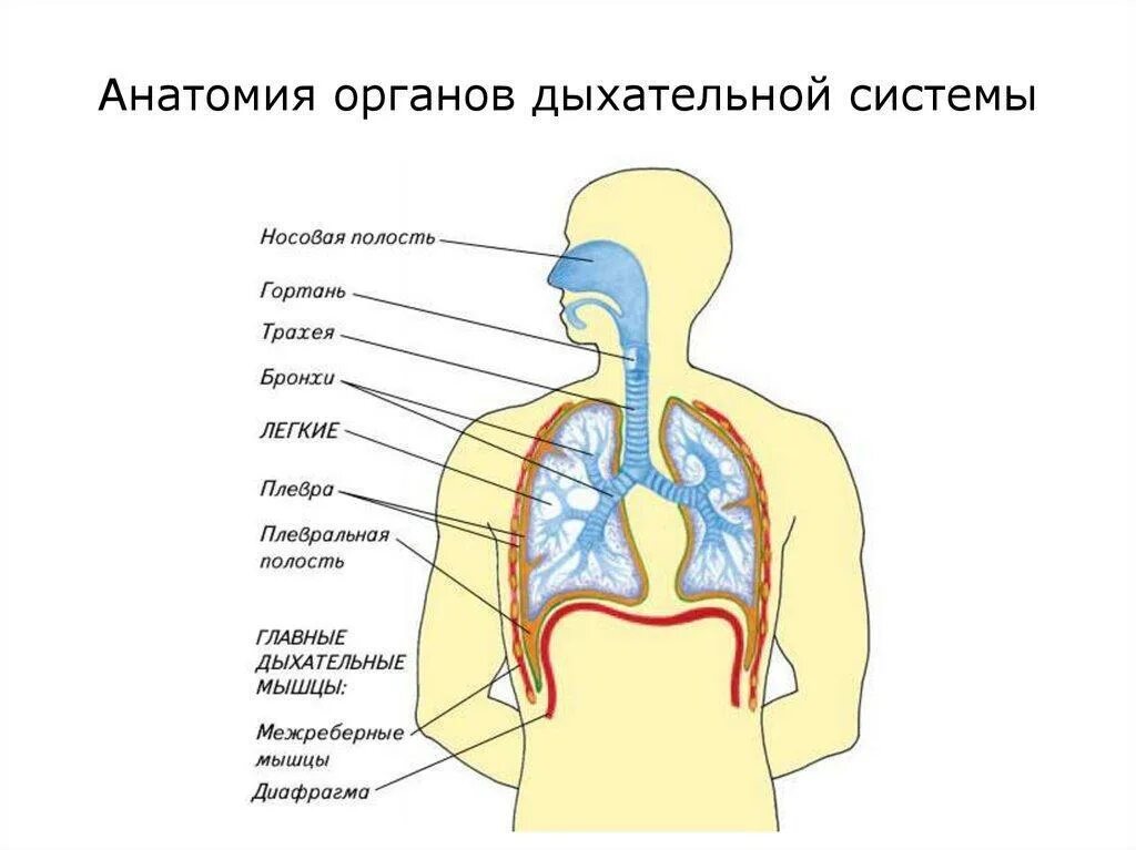 На рисунке 2 изображено строение дыхательной системы. Строение органов дыхательной системы. схема строения системы органов дыхания. дыхательная система человека рисунок. строение воздухоносных путей дыхательной системы.