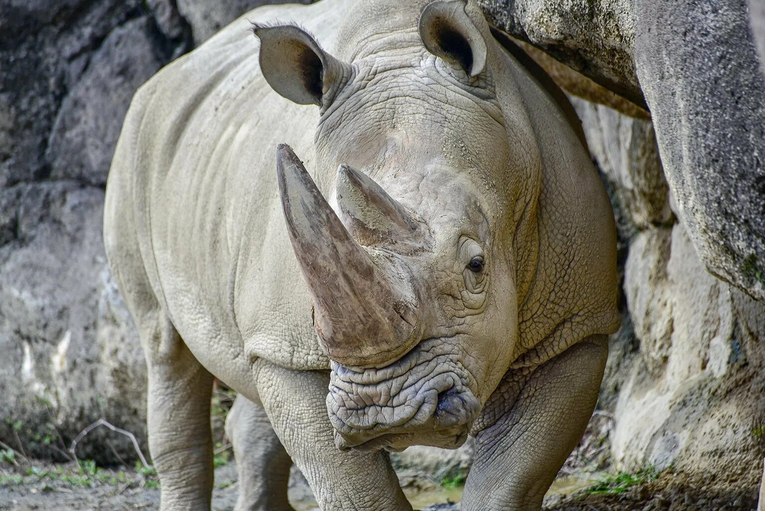 Сделай носорог. Носорог альбинос. Белый носорог альбинос. Белые носороги в ЮАР. Белый носорог вымер.