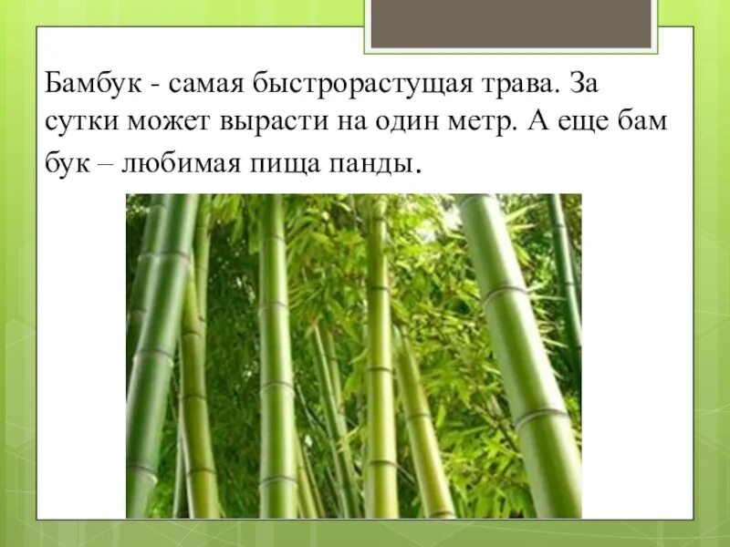 Самый бысро оастуший бамбук. Бамбук метраж. Рост бамбука. Рост бамбука в сутки. Рост бамбука за сутки