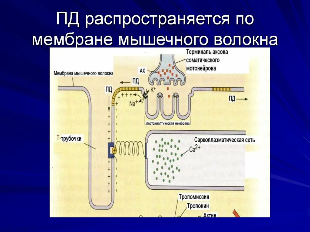 Мембрана мышечного волокна. Т система мышечного волокна схема. Потенциал действия мышечного волокна. Мембранный потенциал мышечных волокон. Т трубочки мышечного волокна.