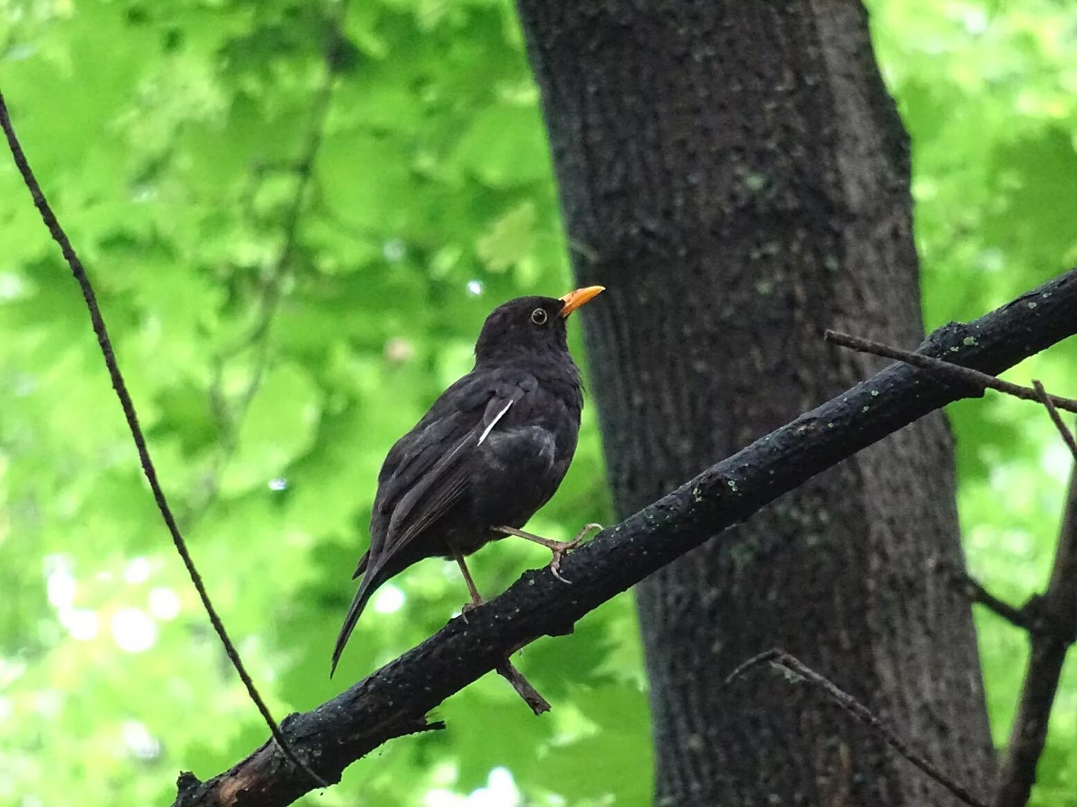 чернейка лисья поляна. черный дрозд зимующая птица. где снимались черные дрозды. где снимались черные дрозды. смоленская область деревня чернейка.