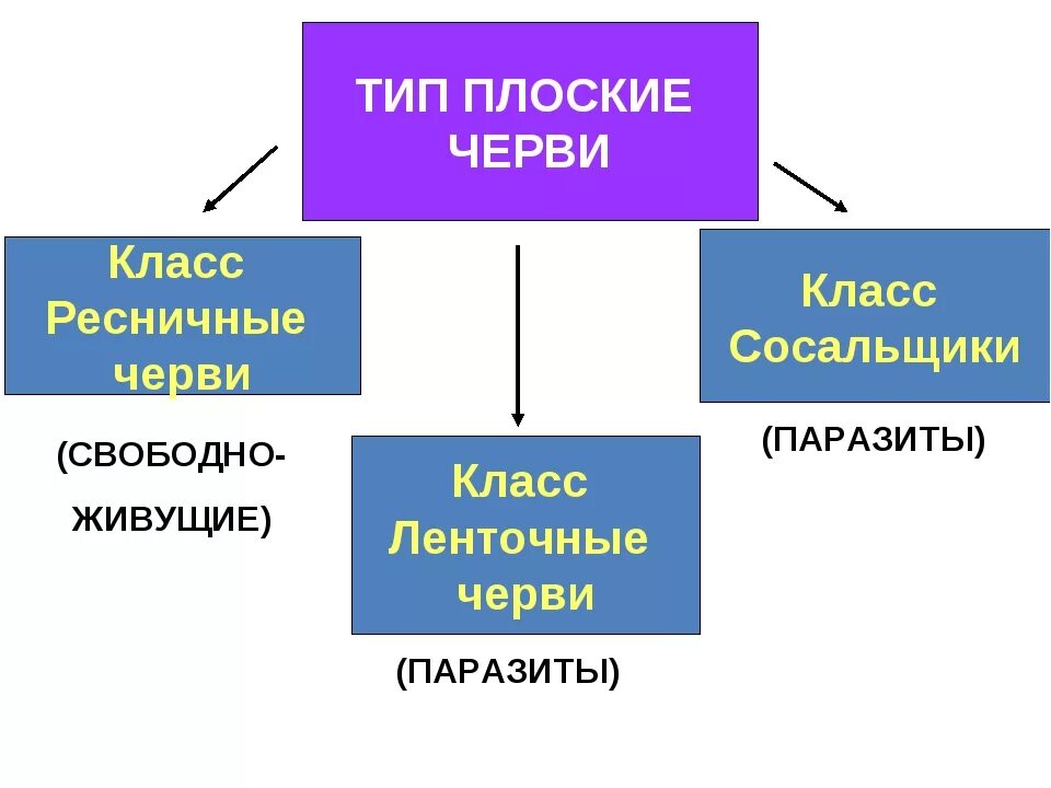 Конспект на тему Тип плоские черви 7 класс биология. Тип плоские черви опорные схемы. Тип плоские черви 7 класс. Тип плоские черви классы Ресничные сосальщики ленточные. Класс ресничные сосальщики ленточные