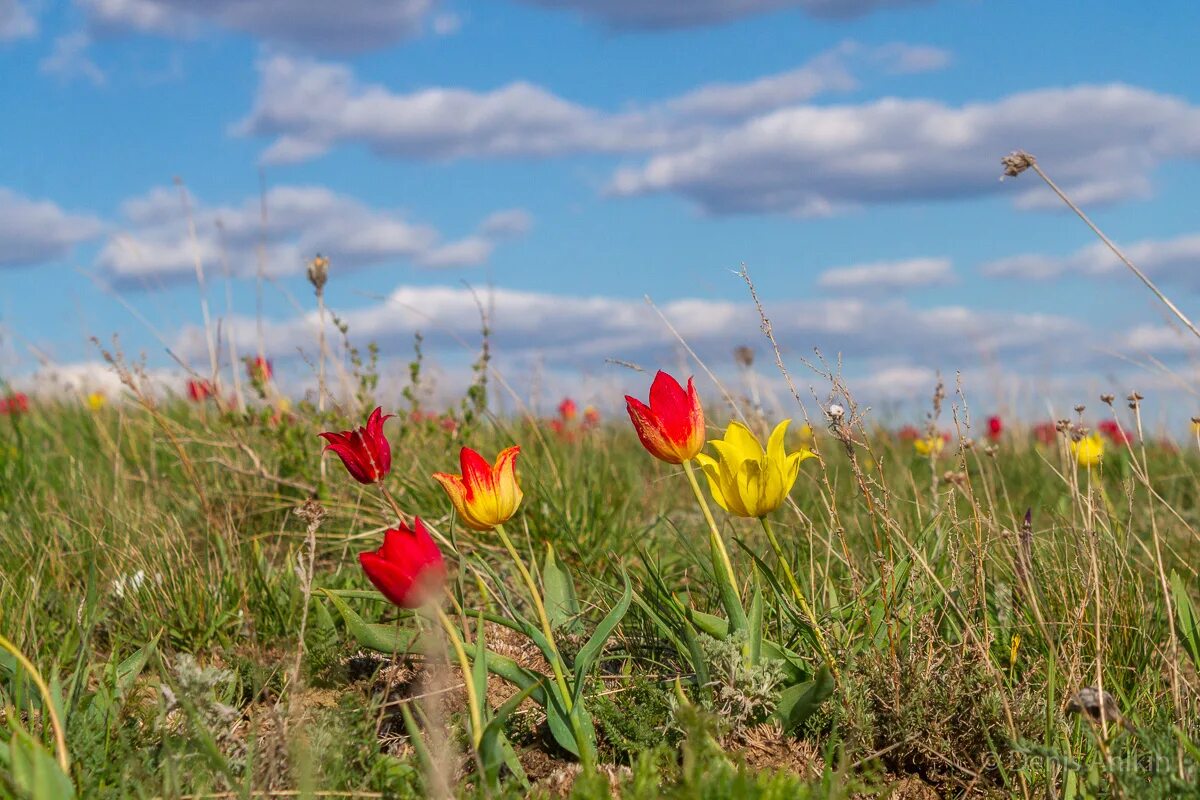 Тюльпаны цветут в степи. Богдинско-баскунчакский заповедник тюльпан шренка. Тюльпаны цветут в степи. Дикие тюльпаны в калмыкии. Тюльпаны цветут в степи.