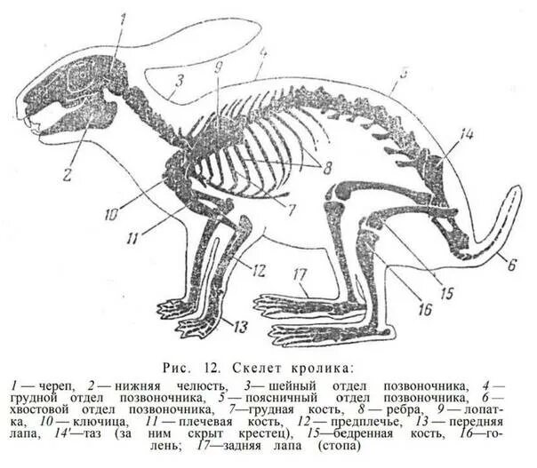 Анатомия млекопитающего кролика. Респираторная система кролика анатомия. Строение кролика самки. Внутреннее строение млекопитающих кролик.