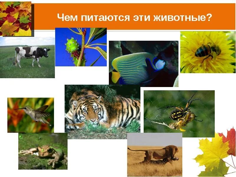 Питание животных сообщение. Питание животных презентация. как питаются животные. питание животных 6 класс биология. растительноядные животные это в биологии.
