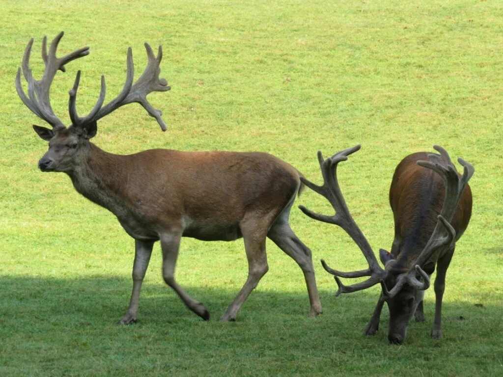 Благородный олень самка. Олень благородный (лат. Cervus elaphus). Самка благородного оленя с человеком. Масса самки благородного оленя.