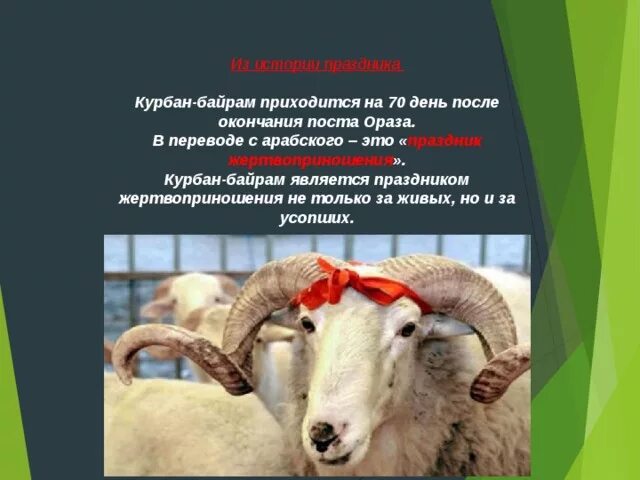 Что значит курбан. Доклад на тему праздник курбан байрам.