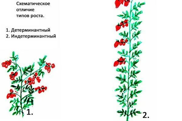 Что значит детерминантный сорт томатов. Детерминантный люпин. детерминантный сорт виктория. индетерминантный горох. детерминантный ген.