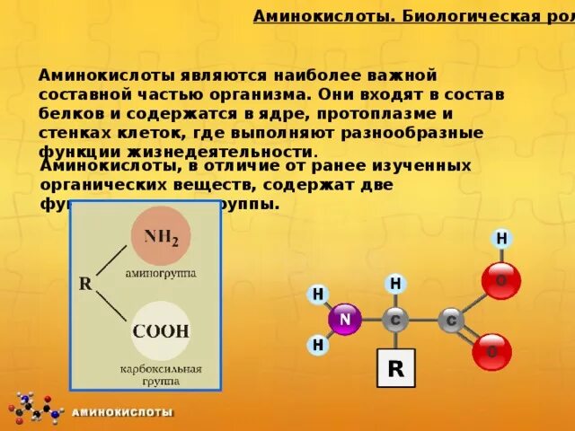 В состав аминокислот входит элемент. Состав аминокислот. аминокислоты входящие в состав белков. амины в биологии. аминокислоты это в биологии.